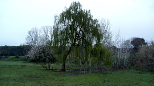 Trees on field against clear sky