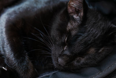 Close-up of cat sleeping