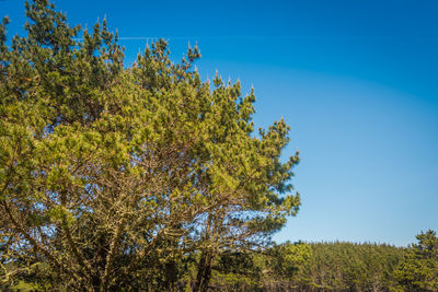 Low angle view of trees against clear blue sky