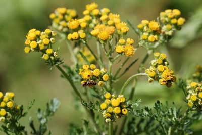 Close-up of caterpillar on yellow flower