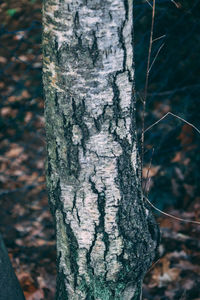 Close-up of tree trunk in forest