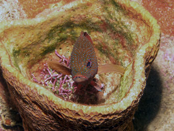 Close-up of fish underwater