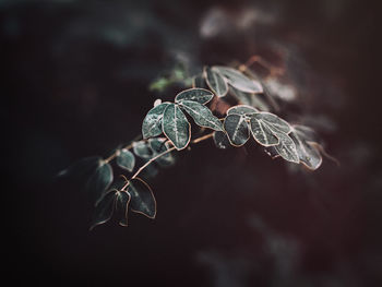 Plant and dark background