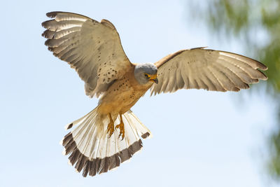 Low angle view of bird flying against sky