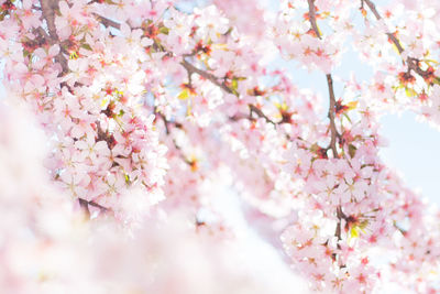 Low angle view of cherry blossom tree