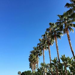 Low angle view of trees against clear blue sky