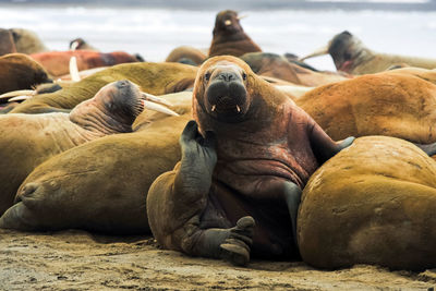 Walruses relaxing at beach