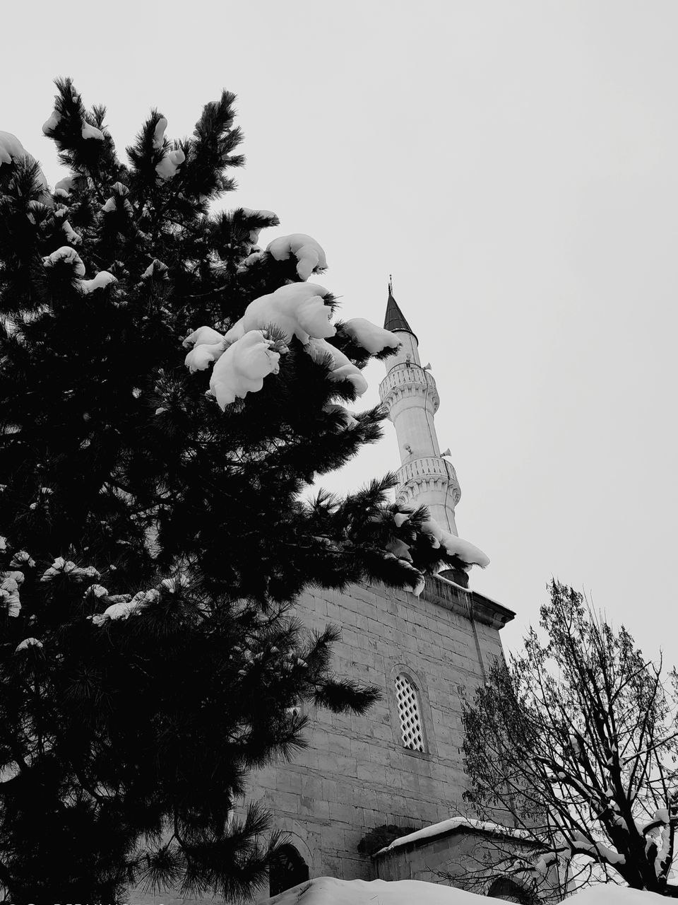 LOW ANGLE VIEW OF TREE AGAINST BUILDING