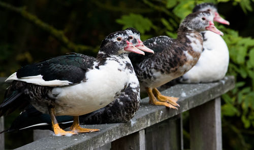 Close-up of pigeons perching