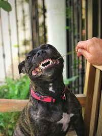 Dog biting stick held by man