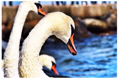 Close-up of swan in water