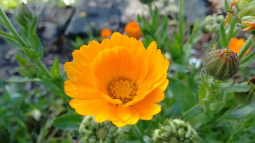 Close-up of yellow flower blooming outdoors