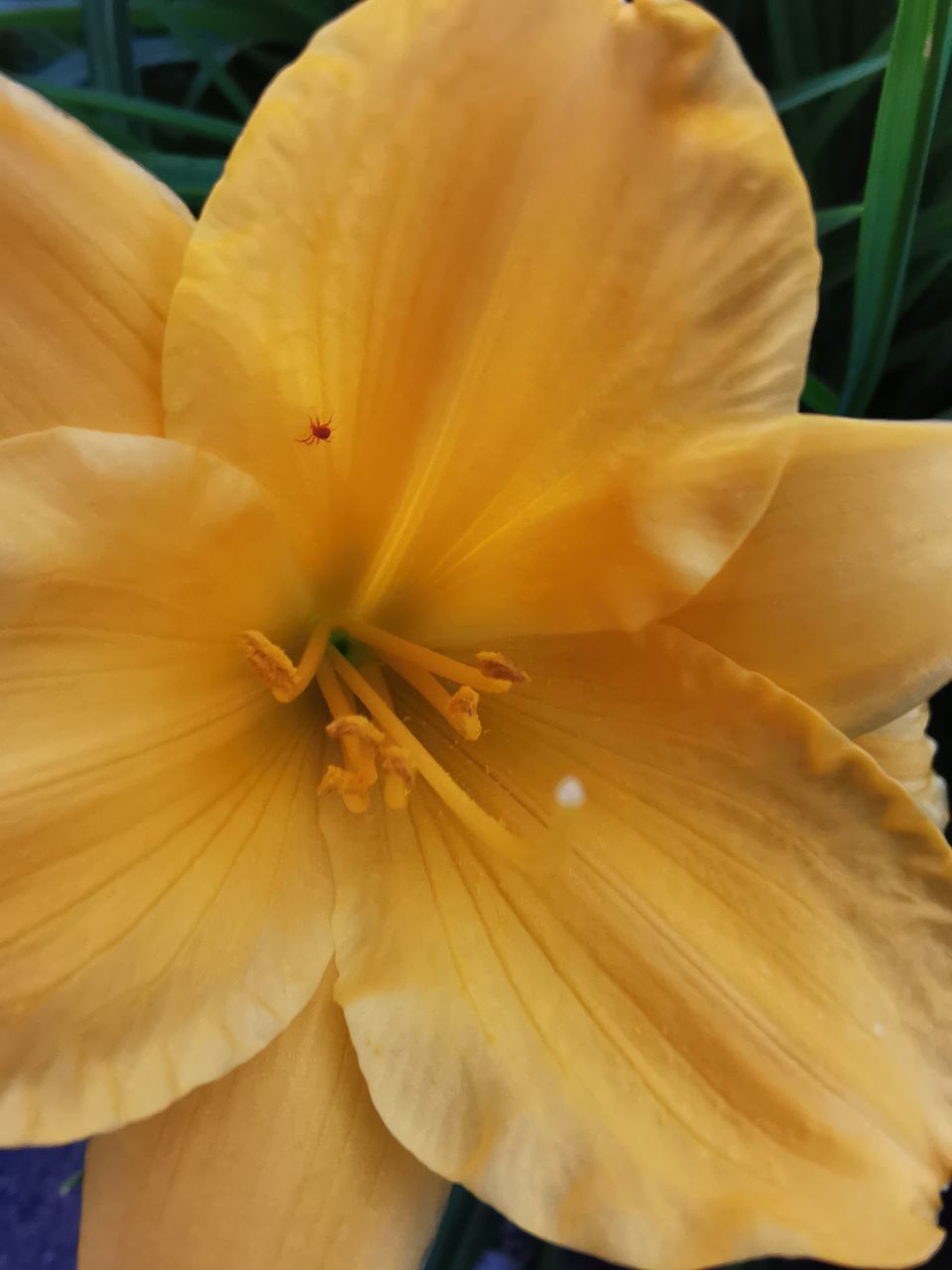 CLOSE-UP OF YELLOW LILIES