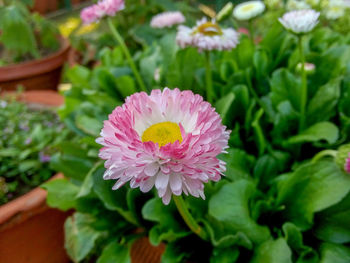 Close-up of flower blooming outdoors