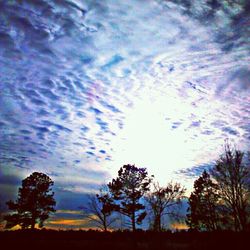 Low angle view of trees against sky