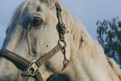 Extreme close up of a horse