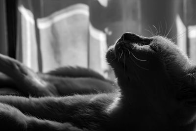 Close-up of cat relaxing on bed at home