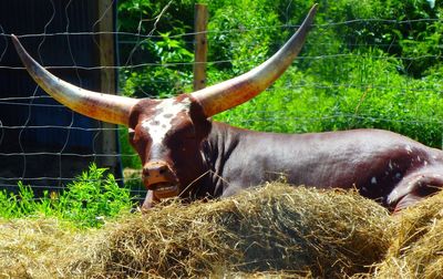 Close-up of cow by fence