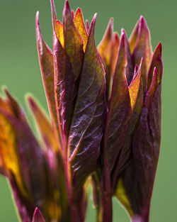 Close-up of autumnal leaves