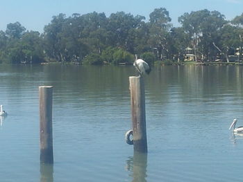 Reflection of trees in water