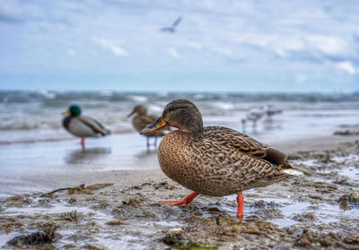 Close-up of ducks at shore of beach