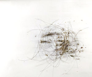 Close-up of wilted plant against white background