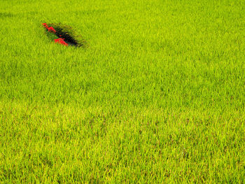 Scenic view of rice field