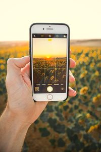 Midsection of man using mobile phone in sunset over sunflower field