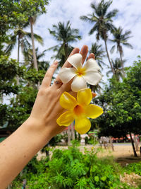 Close-up of hand holding yellow flowering plant