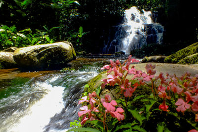 Scenic view of waterfall in forest