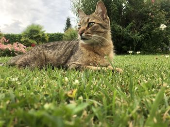 View of a cat on field