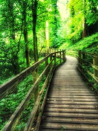 Footbridge amidst trees in forest