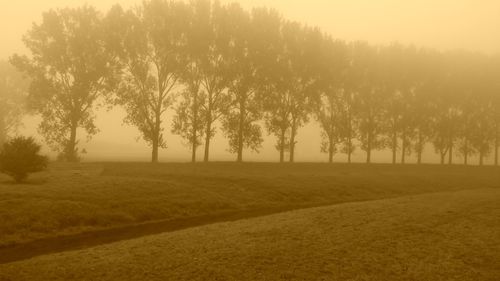 Scenic view of grassy field against sky