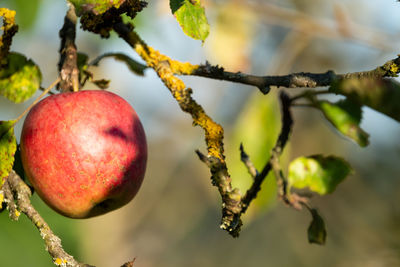 Close-up of apple growing on tree