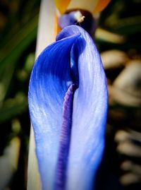 Close-up of purple flower