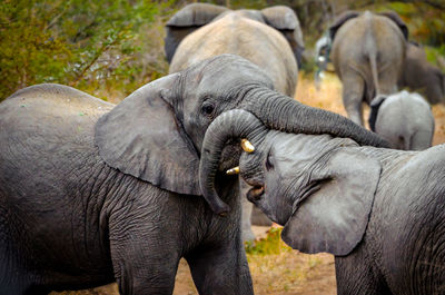 Close-up of elephant