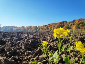 Yellow flowers growing on land