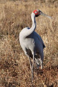 Duck standing on a field