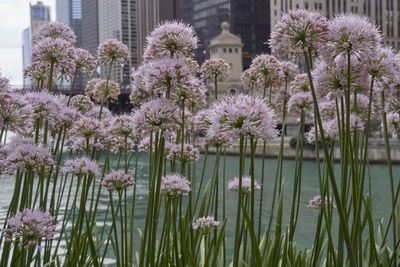 Flowers growing in city