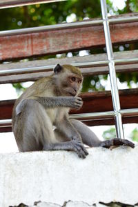 Low angle view of monkey sitting on looking away