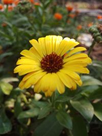 Close-up of yellow flower blooming outdoors