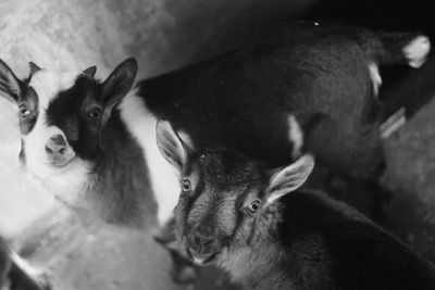 High angle view of kid goats