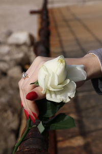 Cropped hand of woman holding white rose flower on rusty railing