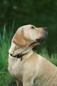 Close-up of dog on field