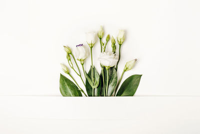 Close-up of plant against white background