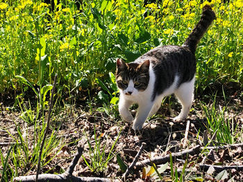 Portrait of a cat on field