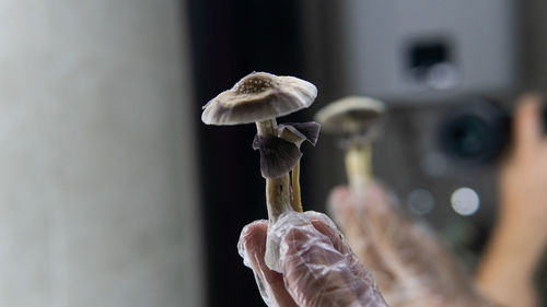 Close-up of hand holding mushroom