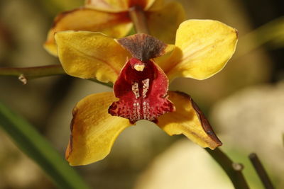 Close-up of yellow flower