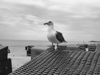 Seagull perching on a sea against sky