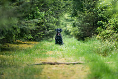 Distance portrait of a black labrador dog in beautiful green forest pathway